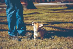 Establishing Boundaries for Your Puppy (and Your Friends)