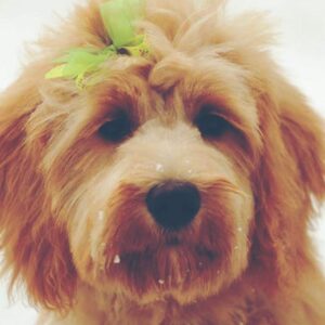 Ani - Trained Goldendoodle - Peace of Mind Puppy