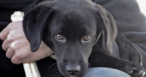 Karl - Trained Black Labrador for Sale