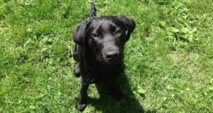 Lenny - Trained Black Labrador for Sale