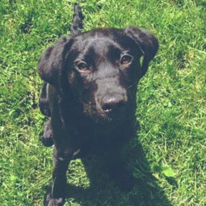 Lenny the Lover - Trained Lab for Sale - Peace of Mind Puppy