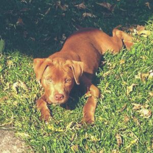 Norman - Trained Pit Bull for sale - Peace of Mind Puppy