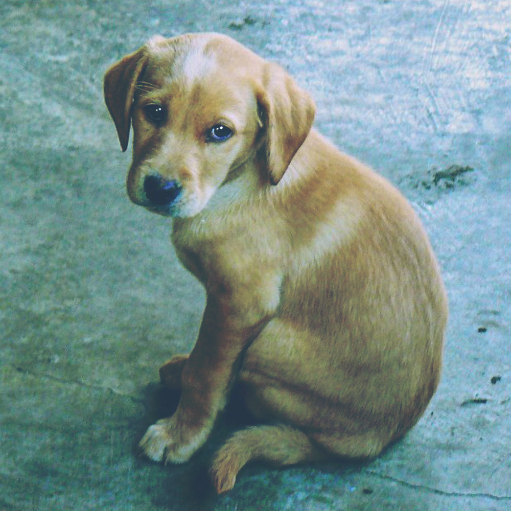 Stan the Man - Trained Lab Puppy for Sale - Peace of Mind Puppy