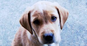 Stan - Trained Labrador Puppy for Sale