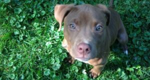 Norman - Trained Pit Bull Puppy for Sale