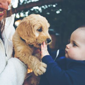 Puppy Delivery - Trained Puppies for Sale - Peace of Mind Puppy