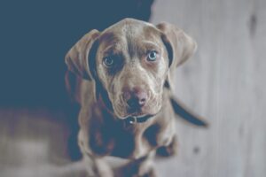 How to pick a puppy that fits your lifestyle - Peace of Mind Puppy
