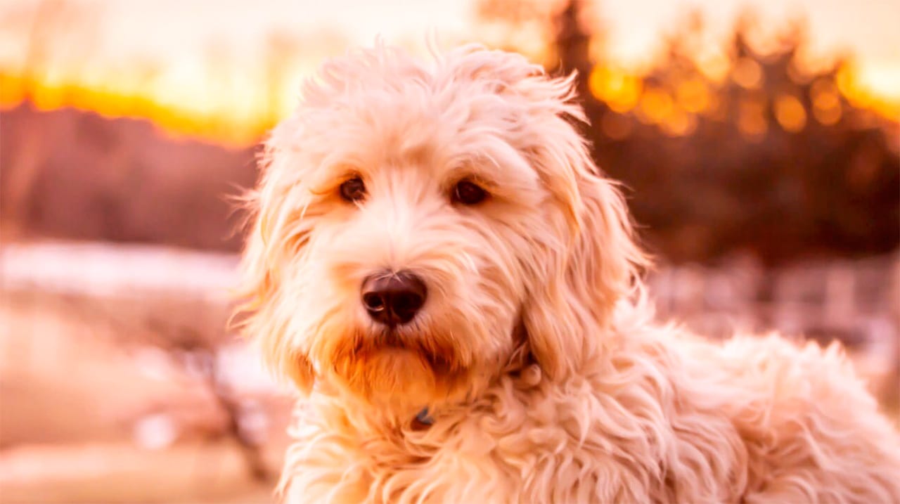 Milo - Trained Goldendoodle for Sale - Peace of Mind Puppy Video