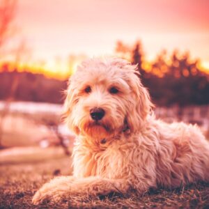 Milo - Trained Goldendoodle for Sale from Peace of Mind Puppy