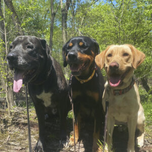 Wizard - Obedience Trained Lab for Sale
