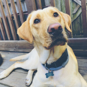 Wizard - Trained Yellow Lab for Sale