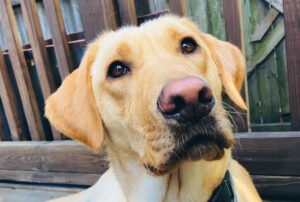 Wizard - Trained Yellow Lab for Sale at Peace of Mind Puppy