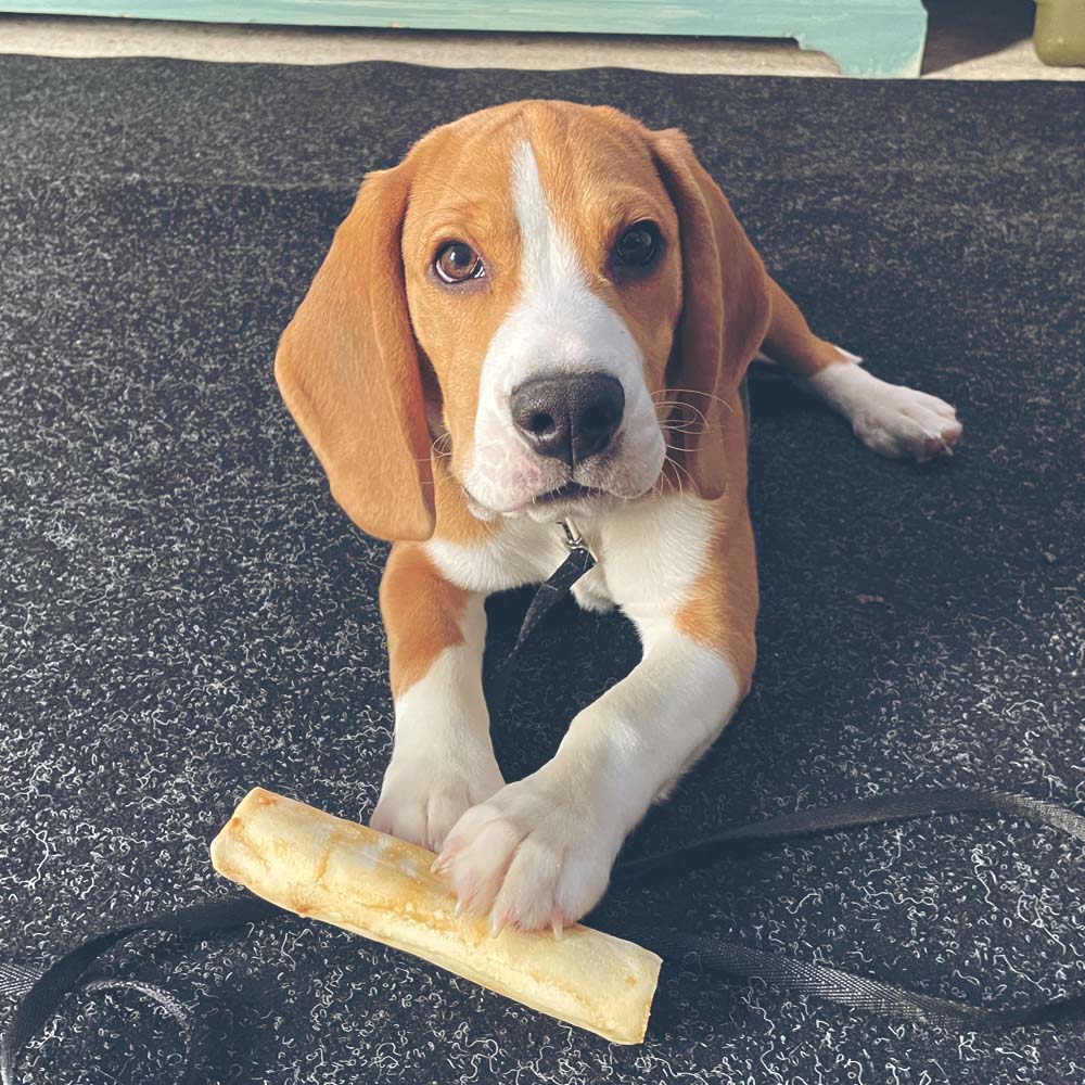 Plato - Trained Beagle for Sale - Peace of Mind Puppy