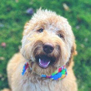 Missy - Trained Labradoodle at Peace of Mind Puppy