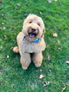 Trained Labradoodle Puppy - Missy Portrait View